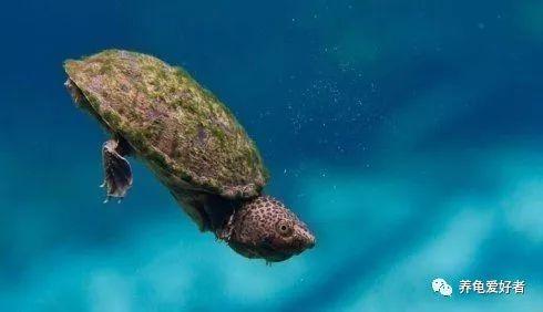 龟责 日韩 视频,揭秘两国文化交融的视频盛宴