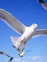 海鸥日韩视频在线观看,畅享视听盛宴,领略异国风情 海鸥日韩视频在线观看,畅享视听盛宴,领略异国风情