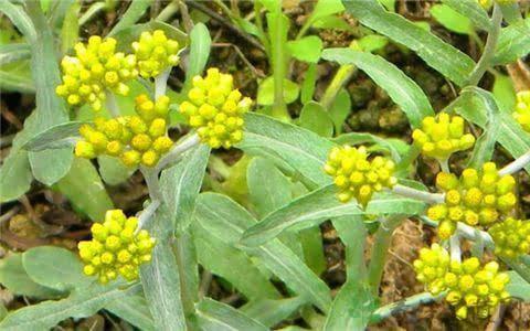 野草视频_极品日韩